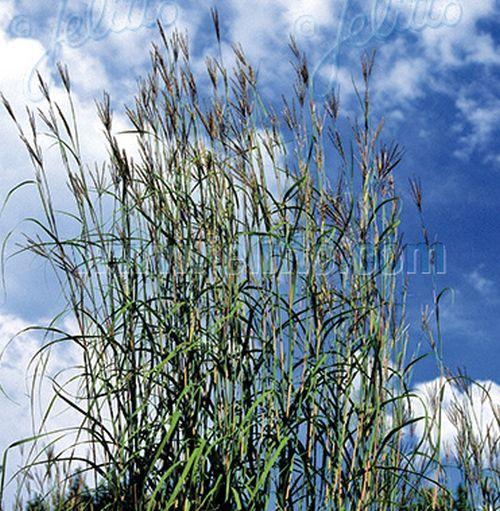 Andropogon gerardii