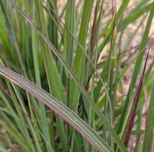 Andropogon gerardii 'Red Oktober'