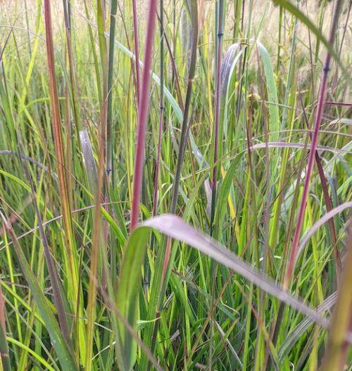 Andropogon gerardii 'Red Oktober'