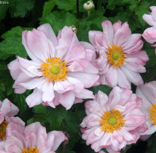 Anemone 'Mont Rose'