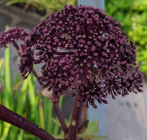 Angelica gigas