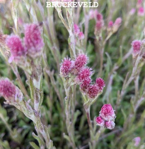 Antennaria dioica 'Rubra'