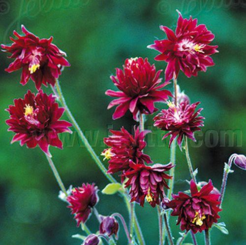 Aquilegia vulgaris 'Ruby Port'