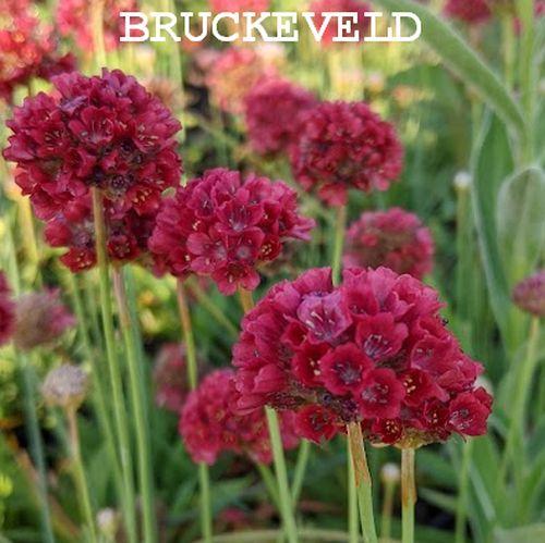 Armeria pseudoarmeria 'Ballerina Red'