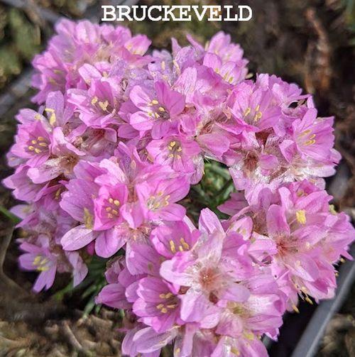 Armeria juniperifolia 'New Zealand'