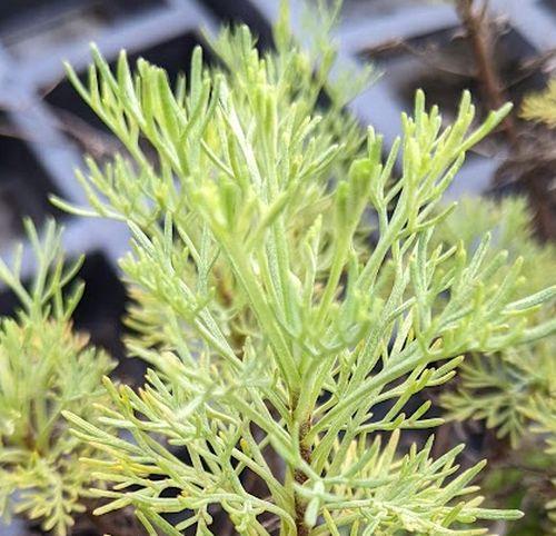 Artemisia abrotanum CITROENKRUID