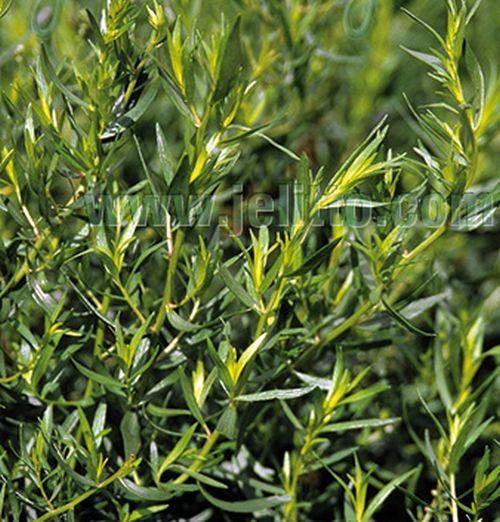 Artemisia dracunculus Franse dragon/estragon