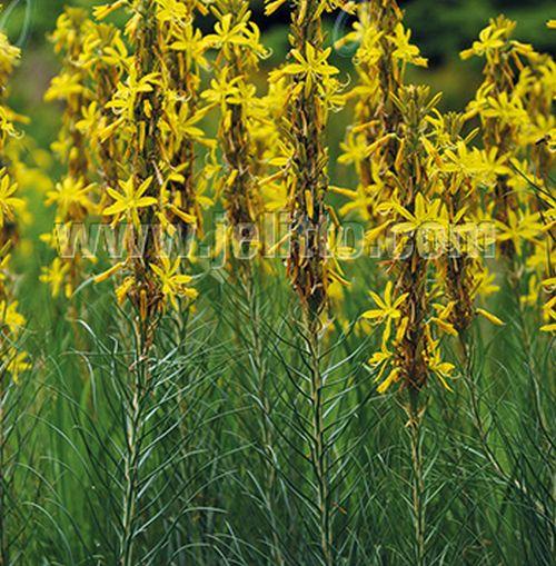 Asphodeline lutea