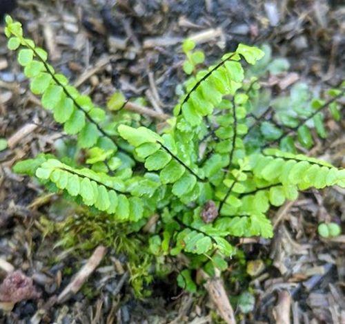 Asplenium trichomanes