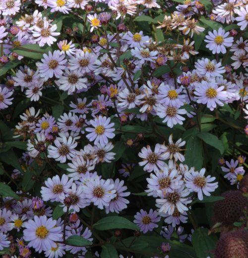 Aster ageratoides 'Harry Smidt'