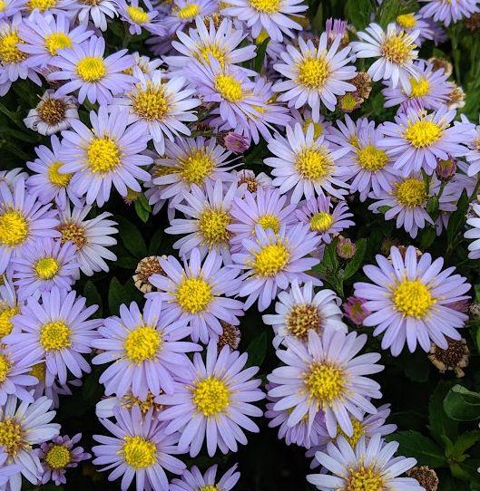Aster ageratoides Stardust'
