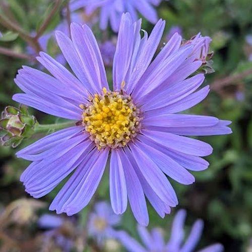 Aster amellus 'Rudolf Goethe'