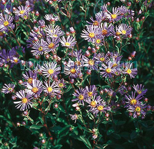 Aster amellus 'Rudolf Goethe'