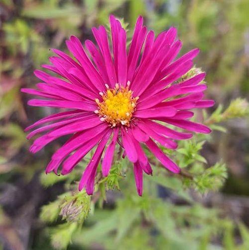 Aster n-b. 'Crimson Brocade'