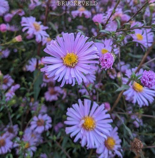 Aster n-b. 'Glow in the Dark'