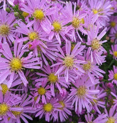 Aster ericoides 'Pink Star'