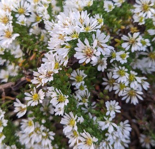 Aster ericoides 'Snowflurry' (prostrate)