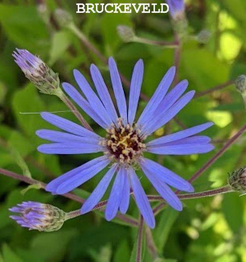 Aster macrophyllus 'Twilight'