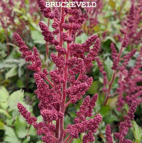 Astilbe chinensis 'Visions in Red' PBR