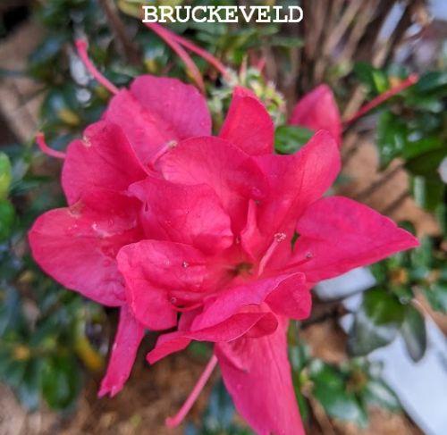 Azalea japonica  'Little Red'