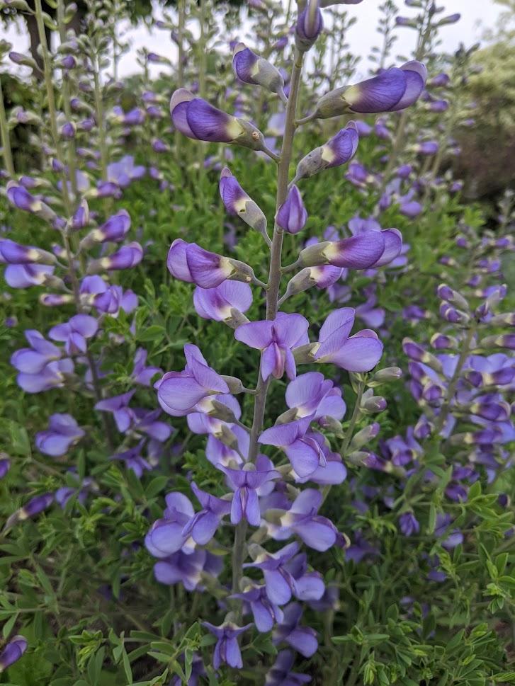 Baptisia australis 'Minor'