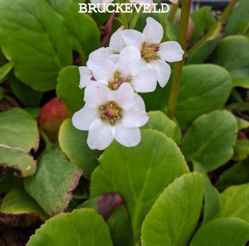 Bergenia 'Bressingham White'