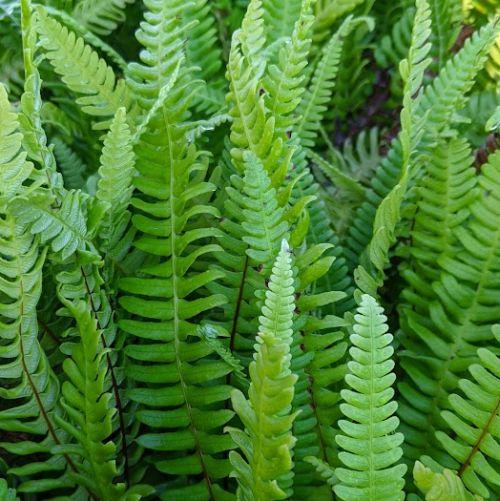 Blechnum spicant