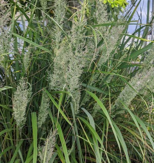 Calamagrostis  brachytricha (Stipa)