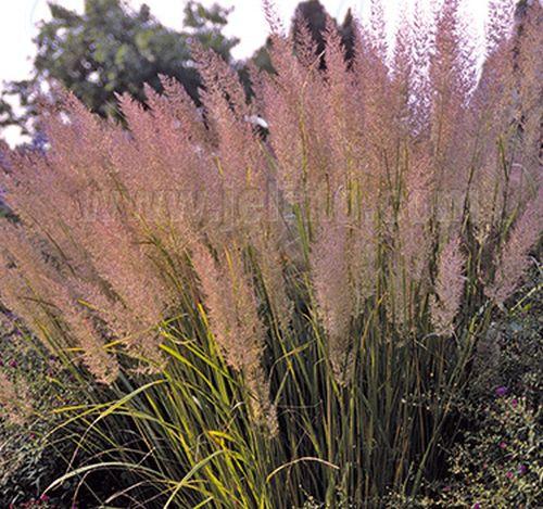 Calamagrostis  brachytricha (Stipa)