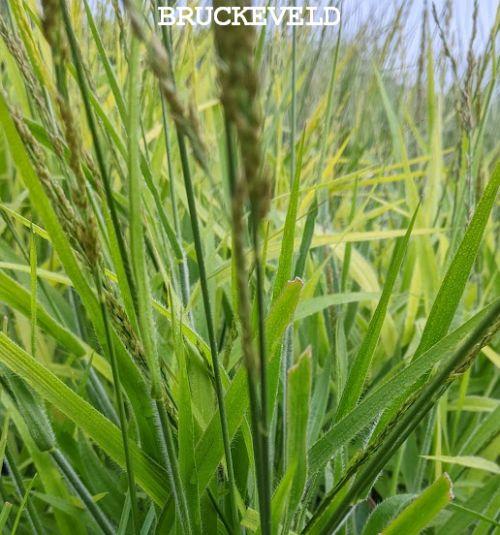 Calamagrostis  x Cheju-Do