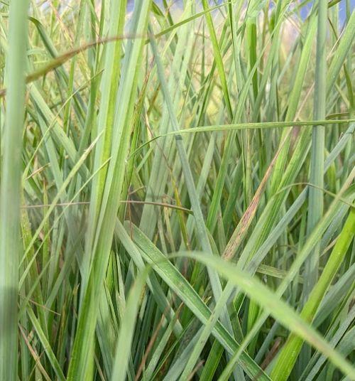 Calamagrostis emodensis