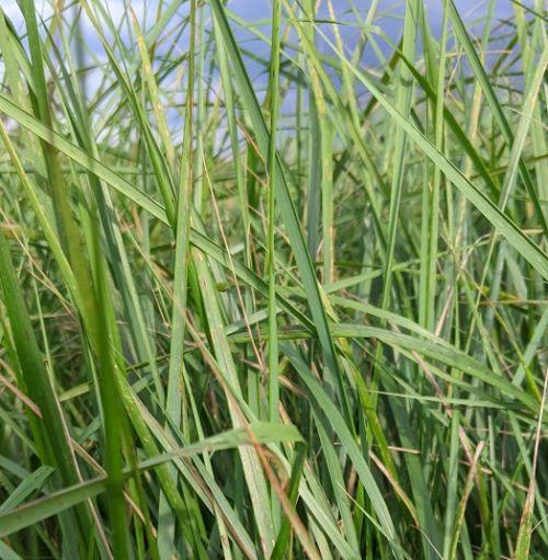 Calamagrostis x acu. 'Karl Foerster'