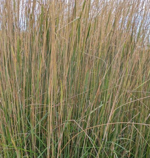 Calamagrostis x acu. 'Karl Foerster'