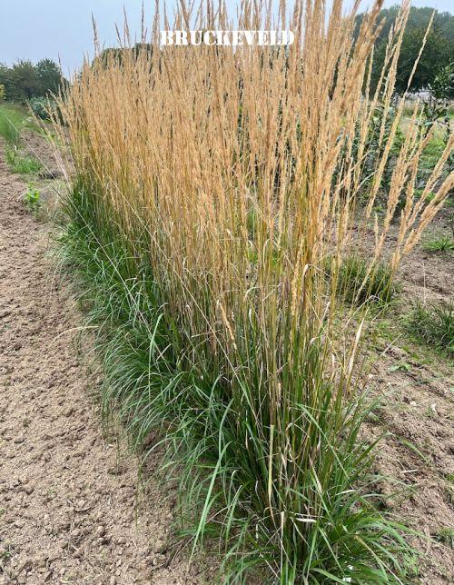 Calamagrostis x acu. 'Karl Foerster'