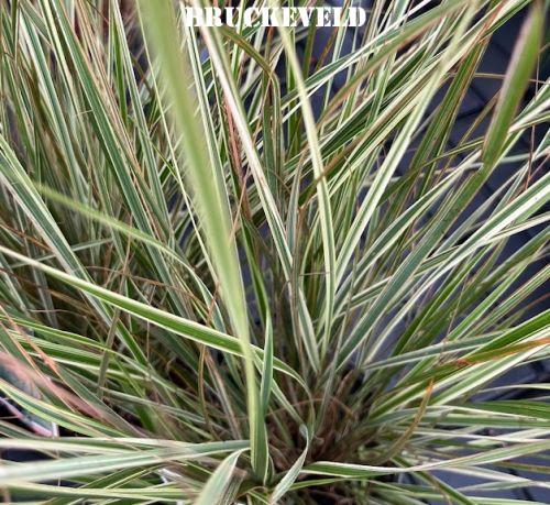 Calamagrostis x acu. 'Overdam'