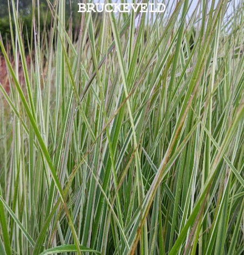 Calamagrostis x acu. 'Overdam'