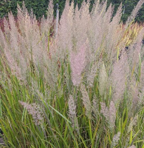 Calamagrostis  varia