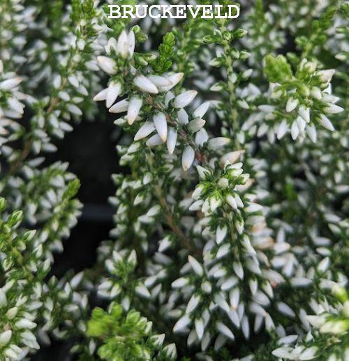 Calluna vulgaris 'Alicia' ®