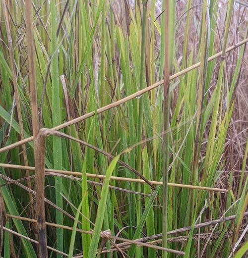 Calamagrostis x acu. 'Waldenbuch'