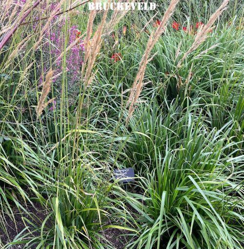 Calamagrostis x acu. 'Waldenbuch'