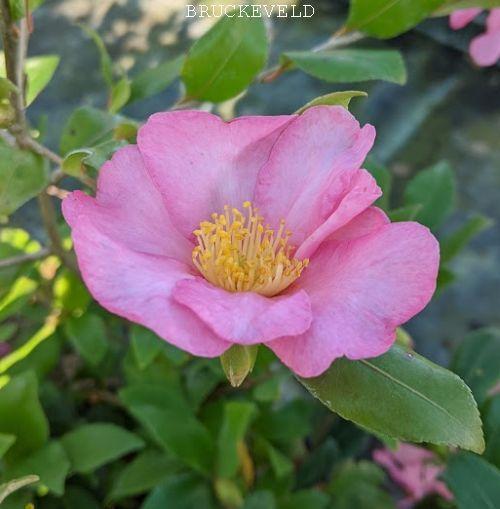 Camellia sasanqua 'Cleopatra'