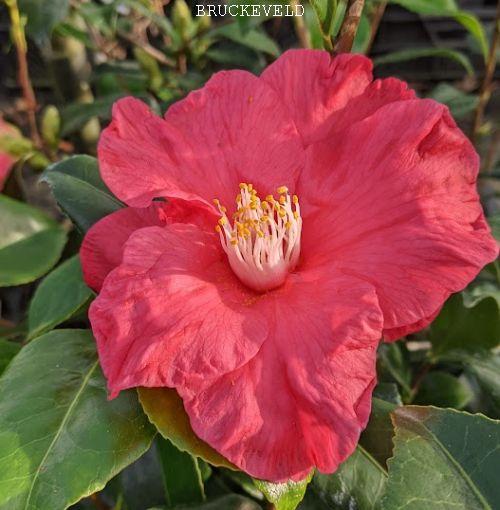 Camellia japonica 'Diamond Head'