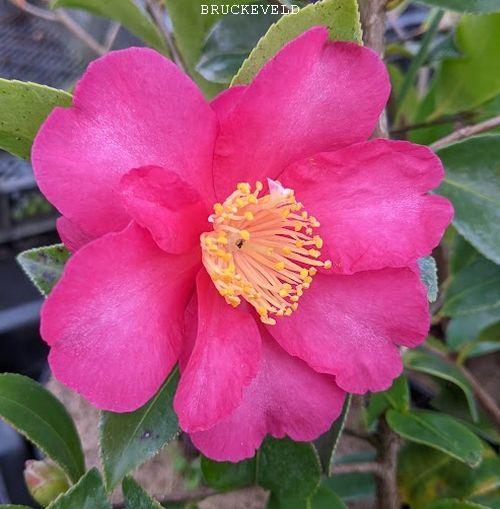 Camellia sasanqua 'Hiryu'