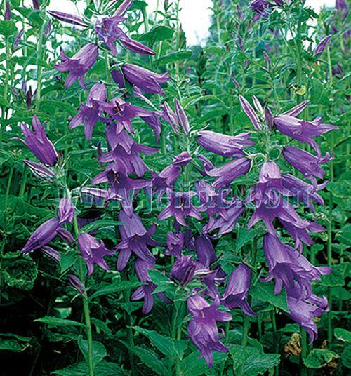 Campanula latifolia var. macrantha