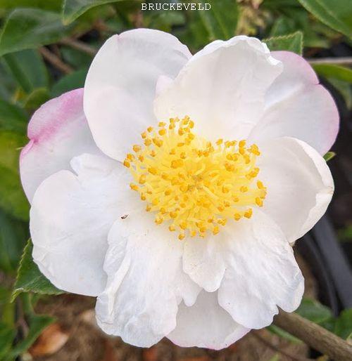 Camellia sasanqua 'Narumigata'