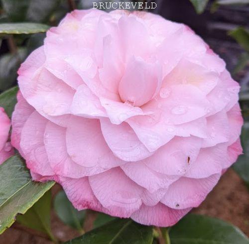 Camellia japonica 'Nuccio's Pearl'