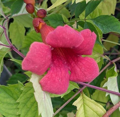 Campsis radicans 'Flamenco'