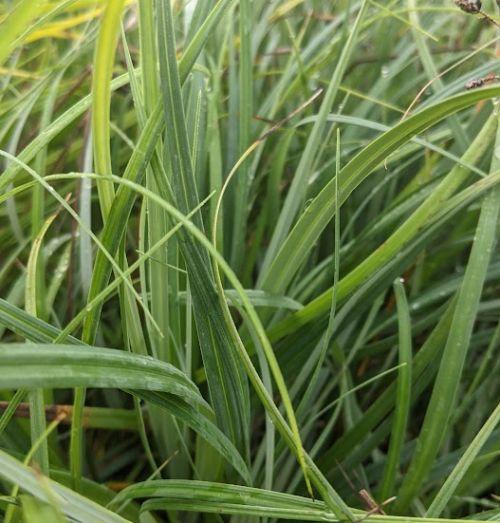 Carex flacca 'Blue Zinger'