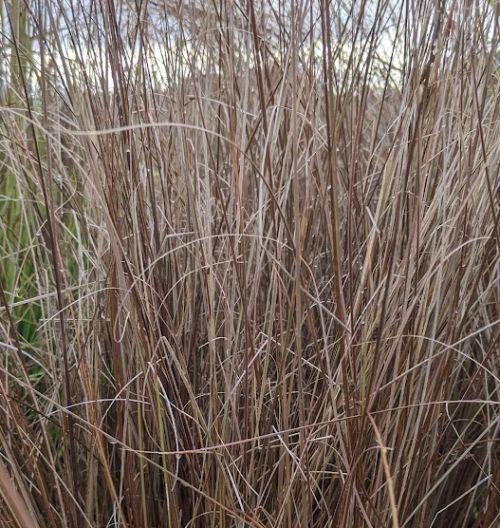 Carex buchananii (Firefox)