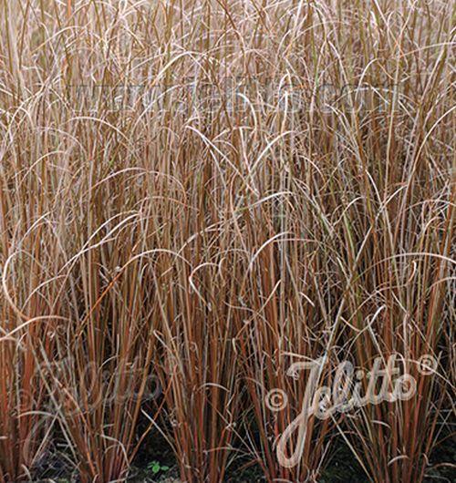 Carex buchananii (Firefox)